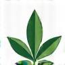 Sustainability leaf icon